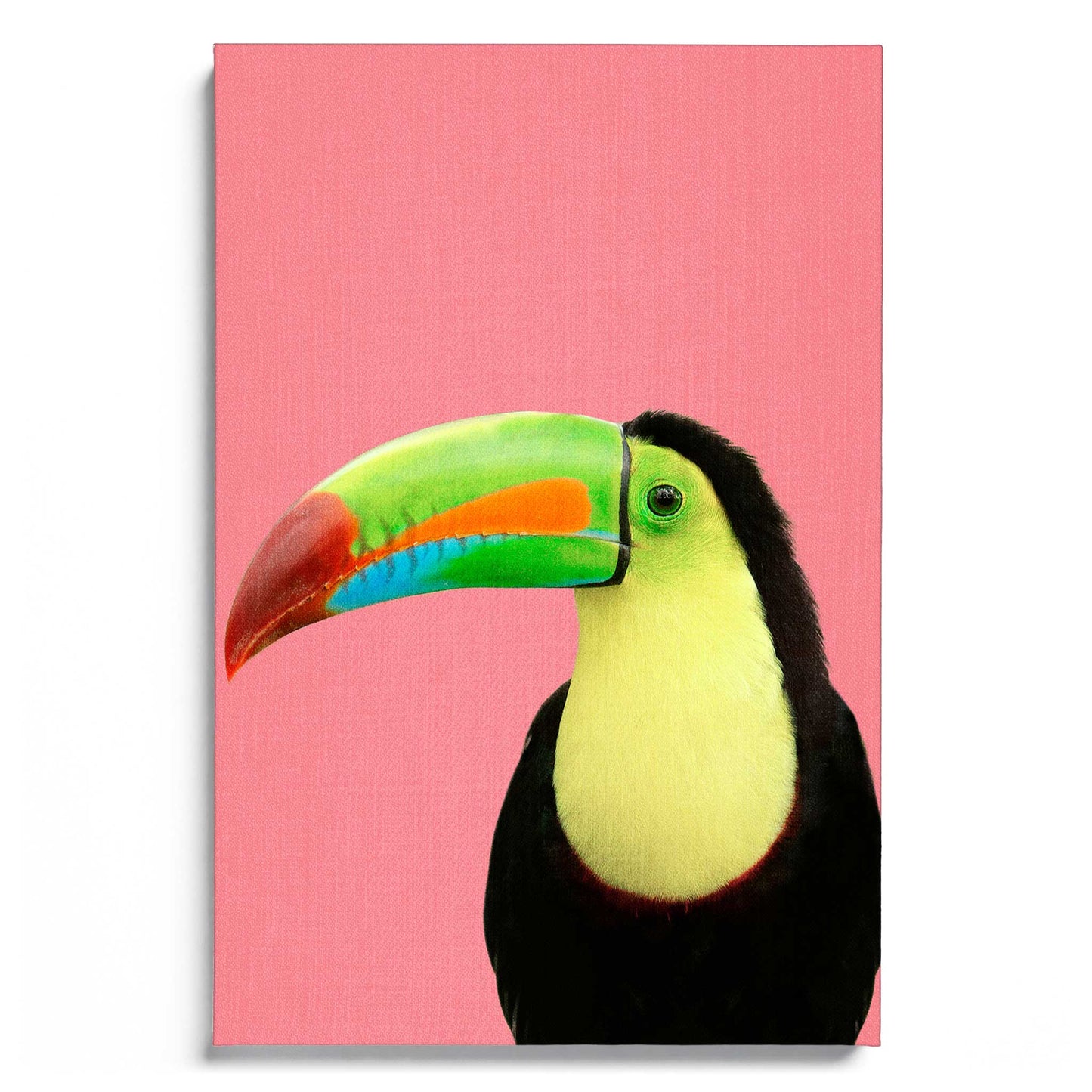 Toucan Bird in Pink
