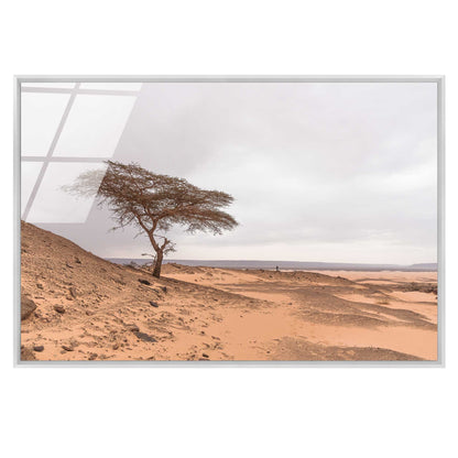 Tree in the Desert