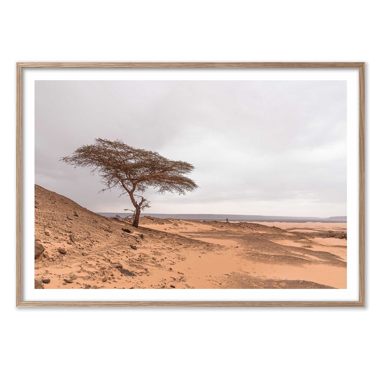 Tree in the Desert