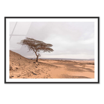 Tree in the Desert