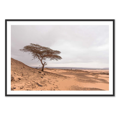 Tree in the Desert