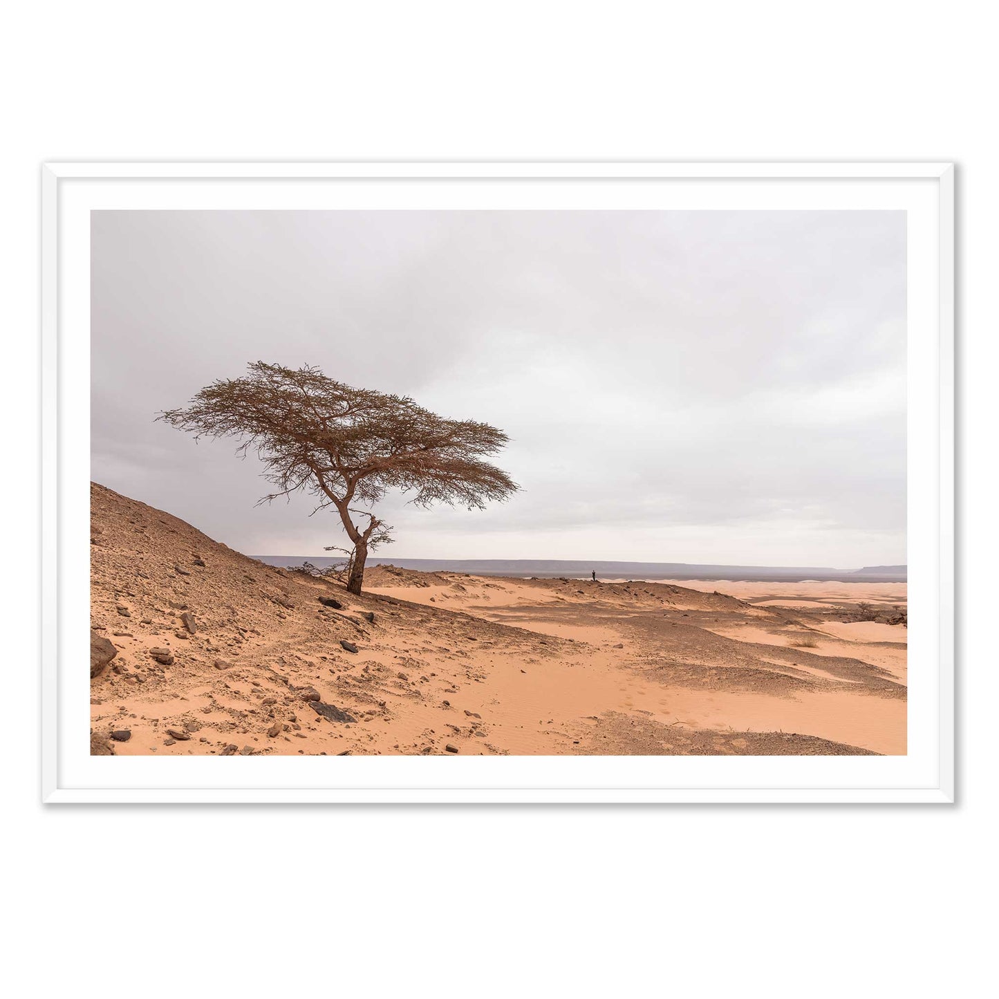 Tree in the Desert