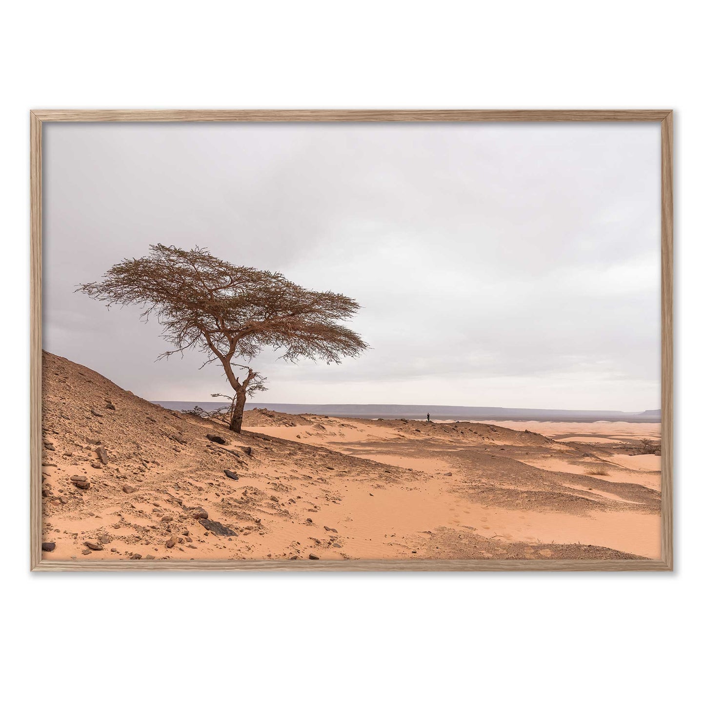 Tree in the Desert