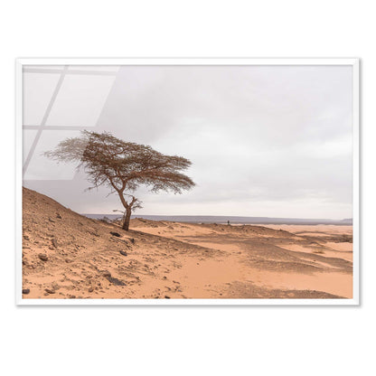 Tree in the Desert