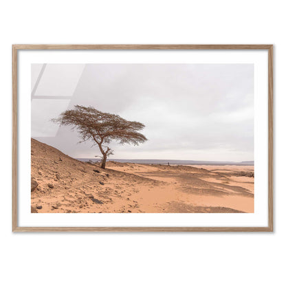 Tree in the Desert