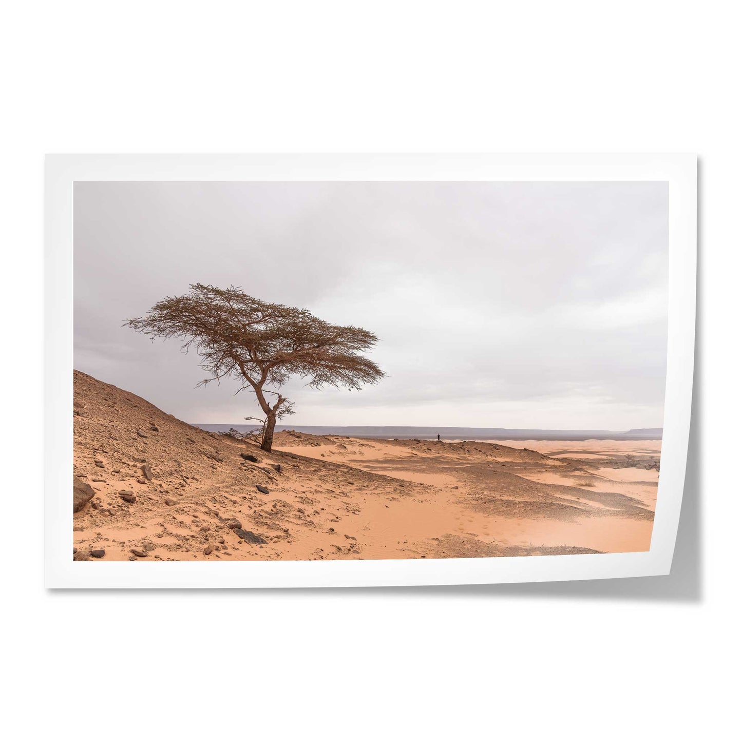 Tree in the Desert