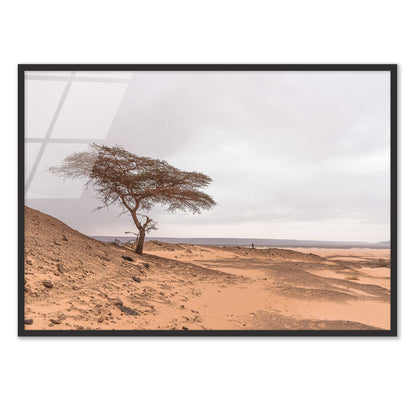 Tree in the Desert