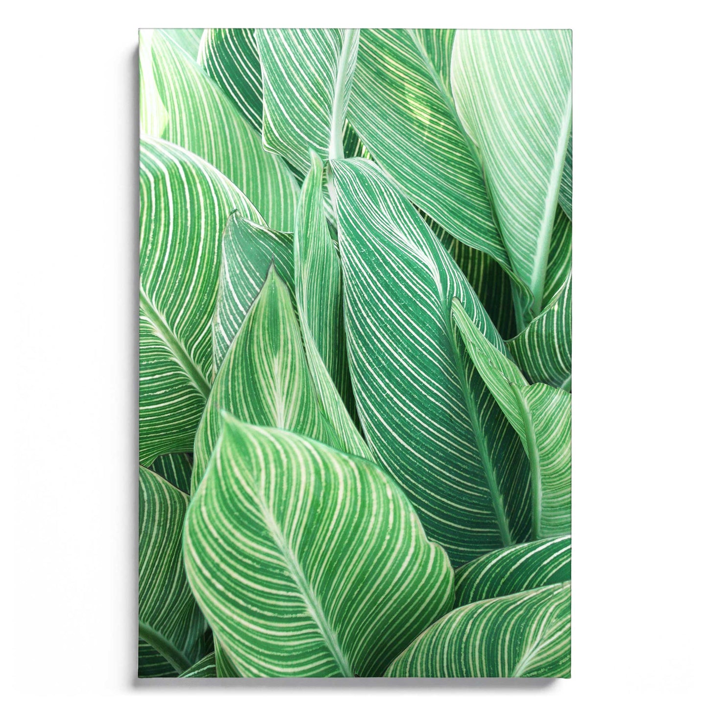 Tropical Leaves