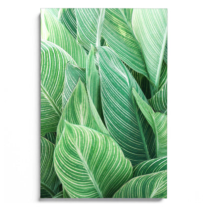 Tropical Leaves
