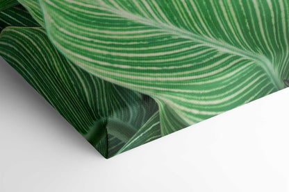 Tropical Leaves