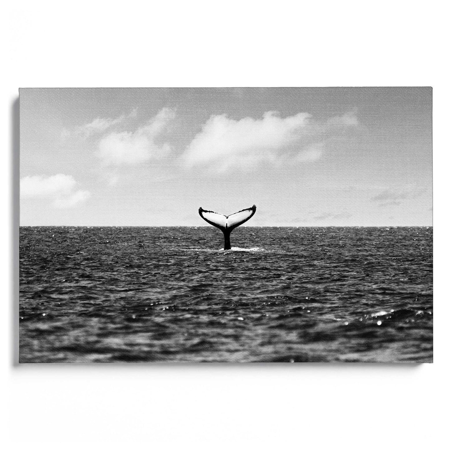 Whale Tail
