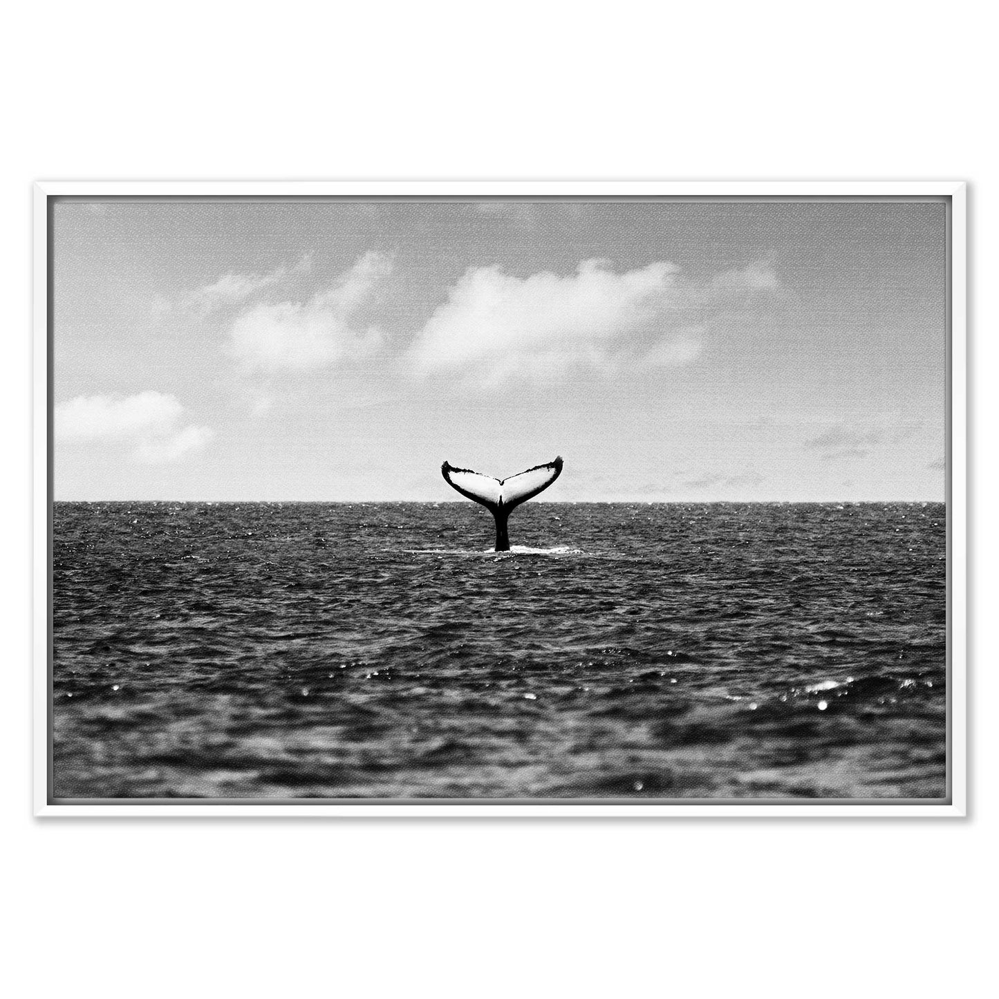Whale Tail