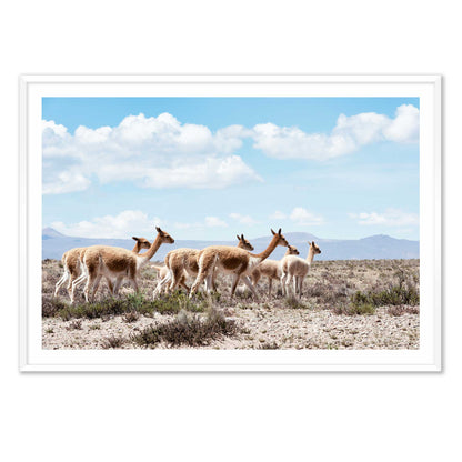 Wild Lamas