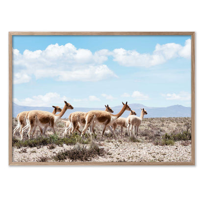 Wild Lamas