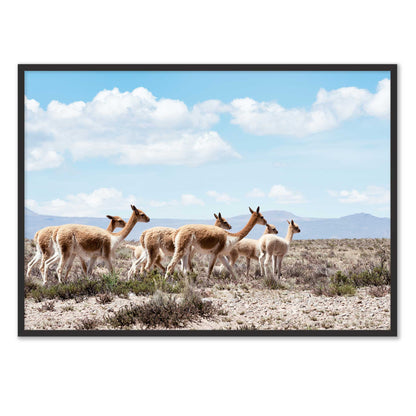 Wild Lamas