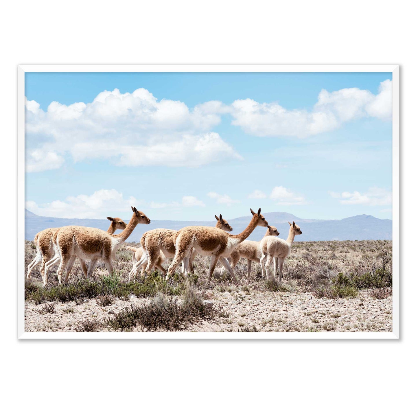 Wild Lamas