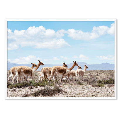 Wild Lamas