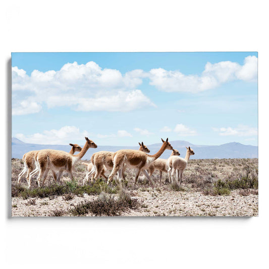 Wild Lamas