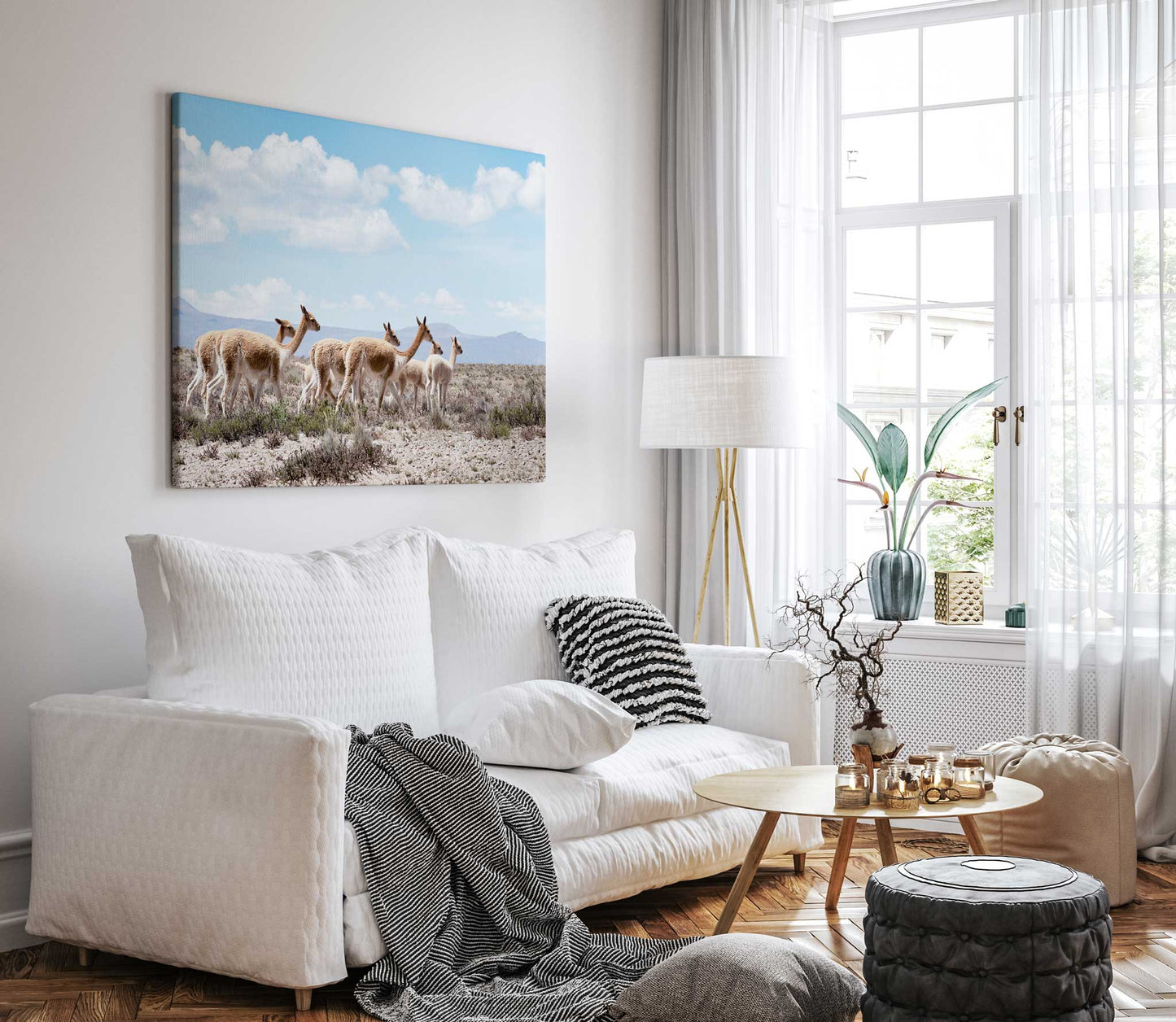 Wild Lamas