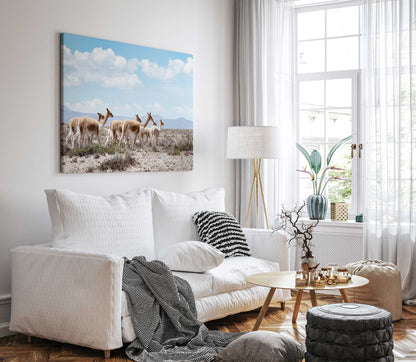 Wild Lamas