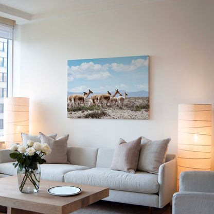 Wild Lamas